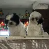 Meredith Valle - @meredithvalle1 - TikTok