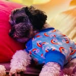 Val Murphy - @paddy_murphy_shmoodle - Instagram
