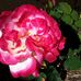 Val Nielsen - Facebook