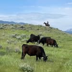 Ranchers of Shields Valley - @ranchersofshieldsvalley - Instagram