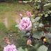 Valerie Wilcox - Facebook