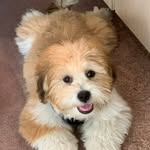 @baxterofvalencia - Instagram