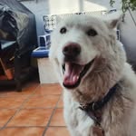 baxtersito bb kk - @baxter.valencia - Instagram