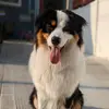 Valentino Rivera - @valentinotheaussie - TikTok