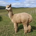 Valerie Bushell - @nutzaboutalpacas - Instagram