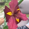 valeriebushnell1 - @valeriebushnell1 - TikTok