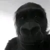 eleanor - @valerielepine - TikTok