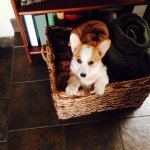 Valerie Mcdaniel - @corgiquinn - Instagram