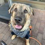 Valerie and her pack - @pupnamedvalerie - Instagram