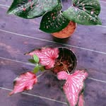 Valsa Mathew - @valsamathew2010 - Instagram