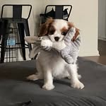 Phoebe Van Barlow - @pheebs_vanbarlow - Instagram