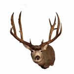 Van Bond - @bond_taxidermy_studio - Instagram