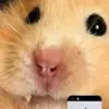 AlunaSeveleva - @vanbraunmansa - TikTok