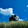 maikvanbraun - @maikvanbraun - TikTok