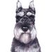 Van Murray Bray Kennels - Facebook