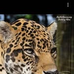 Vanbrayoh Tiger - @vanbrayohtiger - Instagram