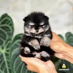 Vanbright Kennel - @vanbright_kennel - Instagram