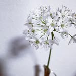 花・Vancam - @vancam_hana - Instagram