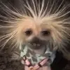 chriscdv2 - @christophervanlan - TikTok