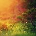 Van Collins - Facebook