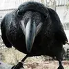 Crow Evans - @crowevans - TikTok