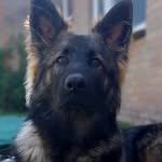 Duke van het Cranenbos - @dukevanhetcranenbos - Instagram