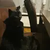 Fitzgerald van Koesveld - @fitzgerald.van.ko - TikTok