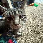 Van Graham - @vsgraham915 - Instagram