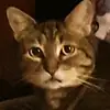 I ❤ ALL animals.dont HATE them - @vanhamilton919 - TikTok