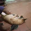 vanhamilton0 - @vanhamilton0 - TikTok