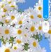 Van Phuc - Facebook