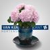 Van Klaveren Plant - Facebook