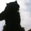 Van Power's witnesses - @uc.n9 - TikTok