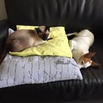 Petra Van Der Pluijm Priest - @petravanderpluijm - Instagram
