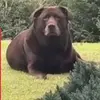 Ivan Purcell - @thicazboi - TikTok
