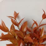 Van Quyền - Facebook