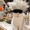 VanQuyen - @vanquyen597 - TikTok