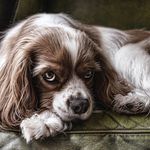 Van Reynolds - @pets.epic.club - Instagram