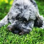 Riggs - @riggs_vanisle - Instagram