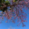 Van Romea - @van.romea - TikTok
