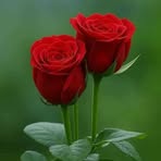 Rose Van - Facebook