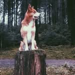Arco🐾 - @arco_van_shepherd - Instagram