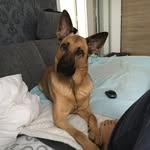 Lara van Crazy Shepherd - @laravancrazy - Instagram
