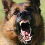 Van Hooijdonk German Shepherds - @vanhooijdonkgermanshepherds - Instagram