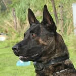 Van Leeuwen Dutch Shepherds - @vanleeuwendutchshepherds - Instagram