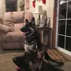 vanbibbershepherd - @vanbibbershepherd - TikTok