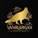 VanBlargan German Shepherds - @vanblargangermanshepherds - Instagram