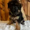 vanblargangermanshepherd - @vanblargangermanshepherd - TikTok