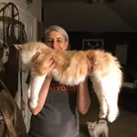 WinnieFred The Maine Coons - @winniefred_vanstanton - Instagram