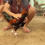 Văn Táo - Facebook